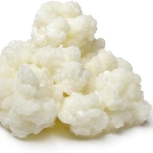 Kefir de Leite Bichinho Do Iogurte Mudas De Kefir Em Grãos De Leite Real